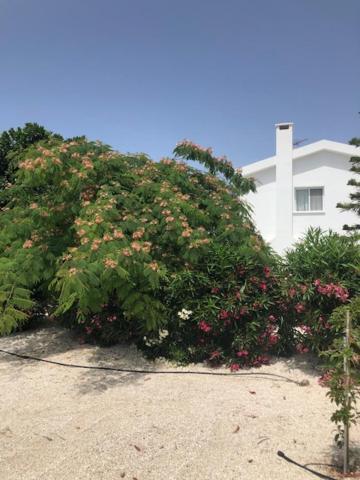 Villa Olivia, Корал-Бэй Экстерьер фото
